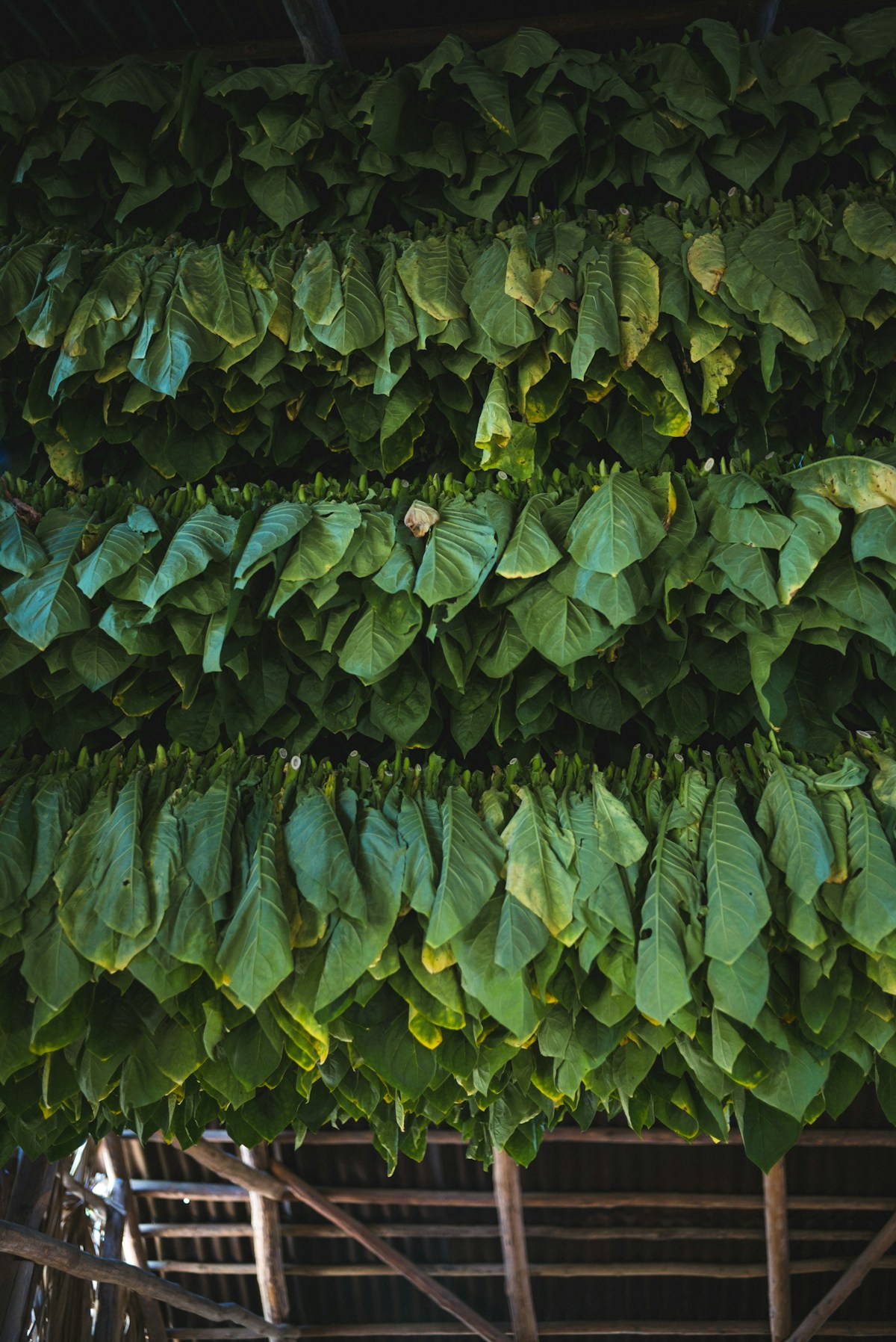 Bundles of cured tobacco leaves