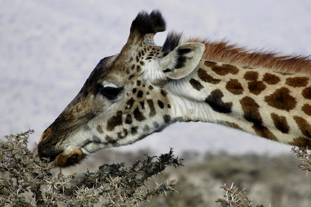 Photographie sélective de girafe mangeant de l’herbe