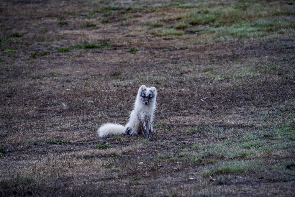renard blanc assis sur un sol brun