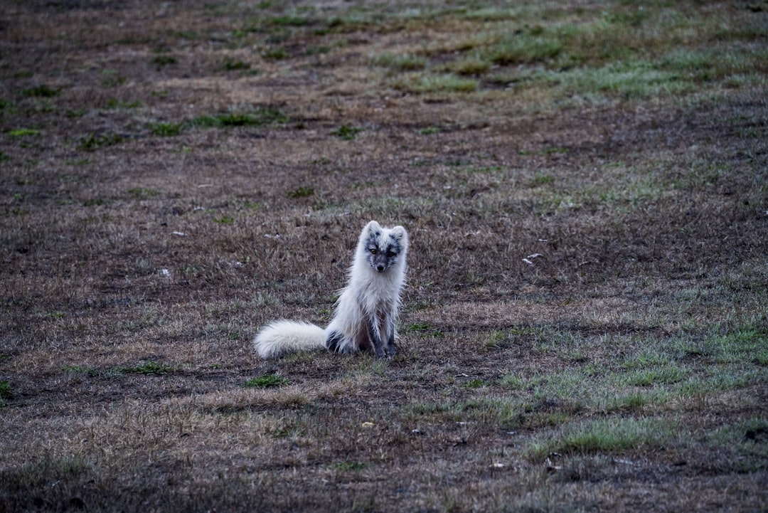 white fox sitting on brown soil