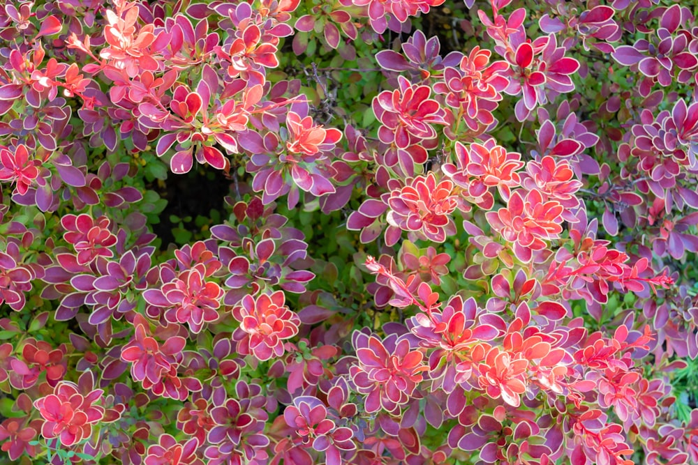 red-leafed plant during daytime