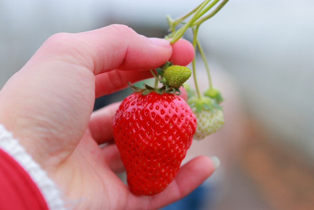 persona che tiene la fragola rossa