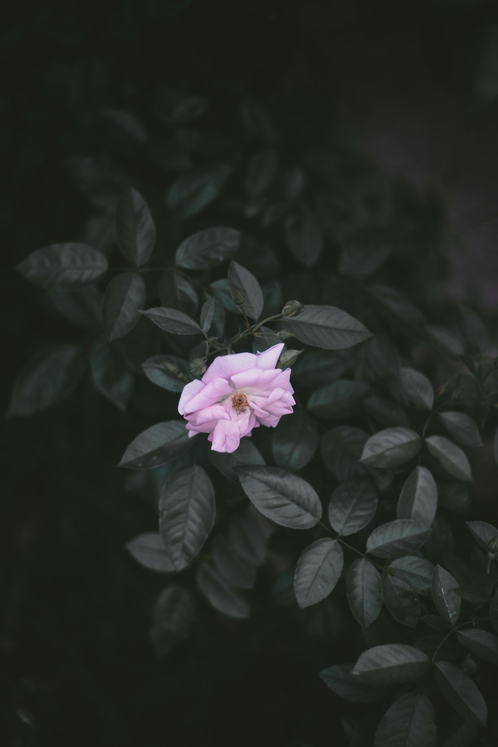 shallow focus photo of pink flower