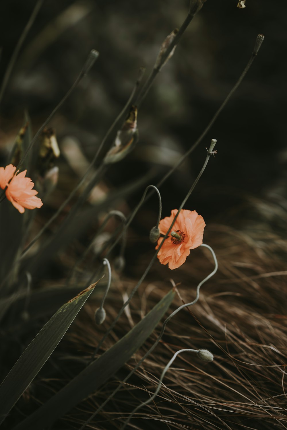 selective focus photo of pink petaled flower