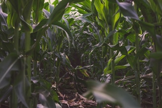 Sunlight filtering through dense corn stalks.
