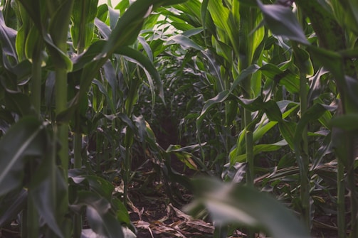 Sunlight filtering through dense corn stalks.
