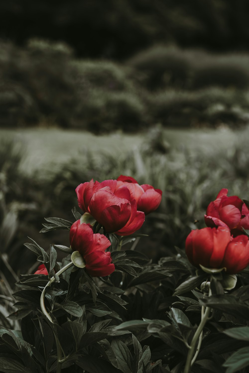 Fotografía de enfoque selectivo de flores de pétalos rojos