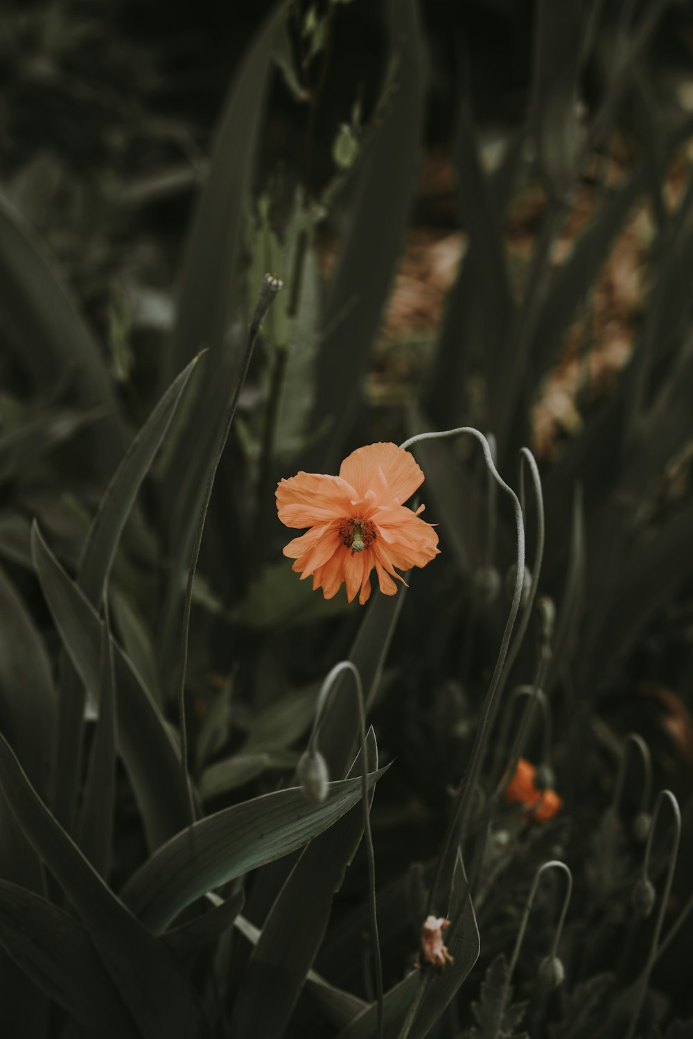 Enfoque selectivo de la flor de pétalos rosados