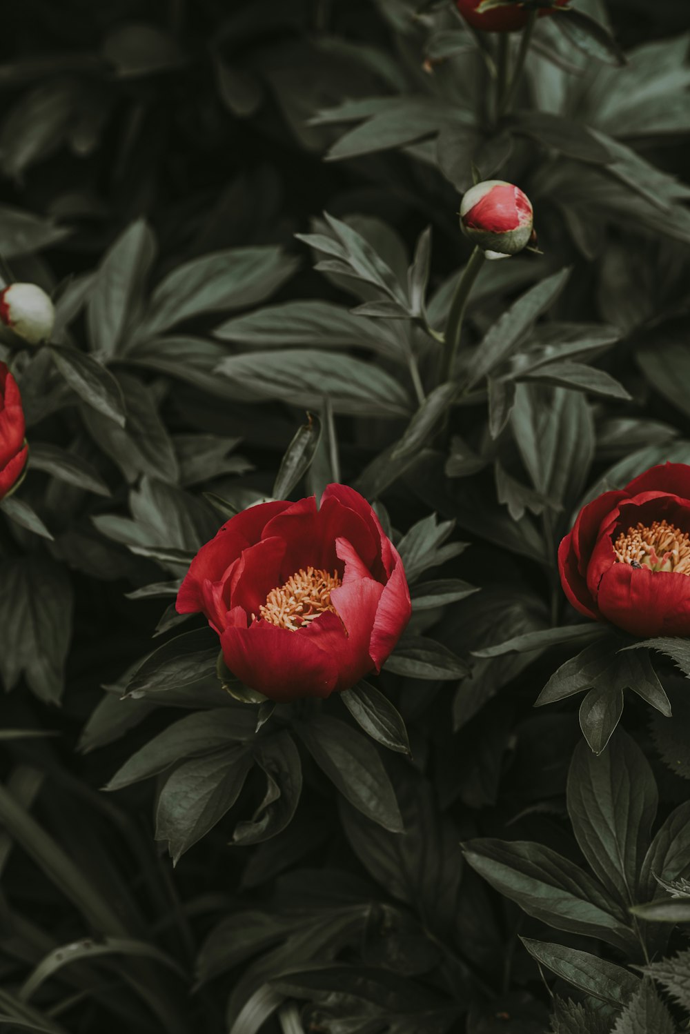 red flowers during daytime