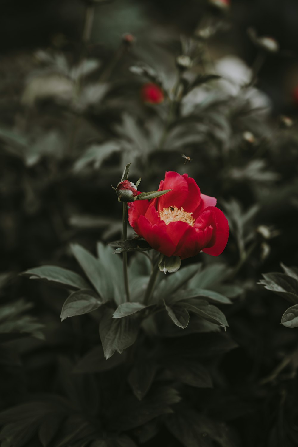 red flower selective focus photography