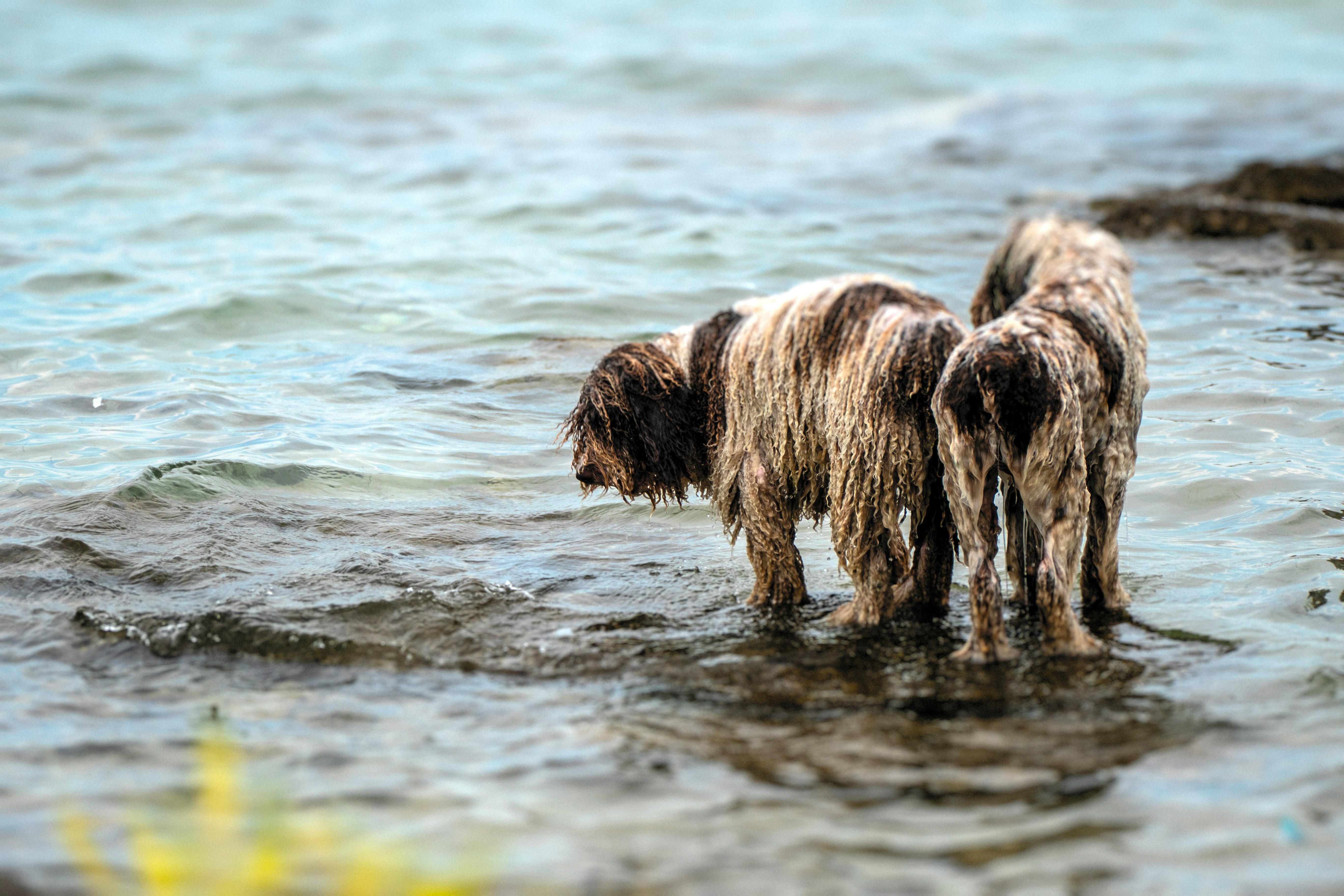 two wet dogs standing on shore
