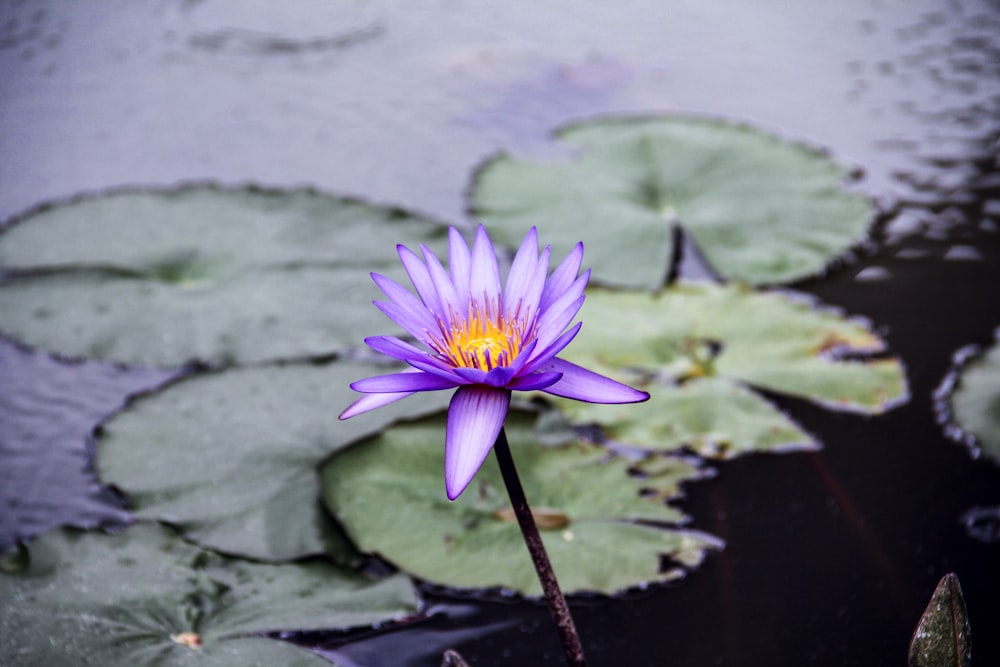 purple flower on water