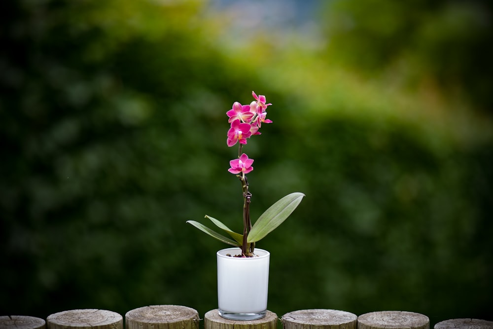 pink orchids on white glass vase selective focus photography