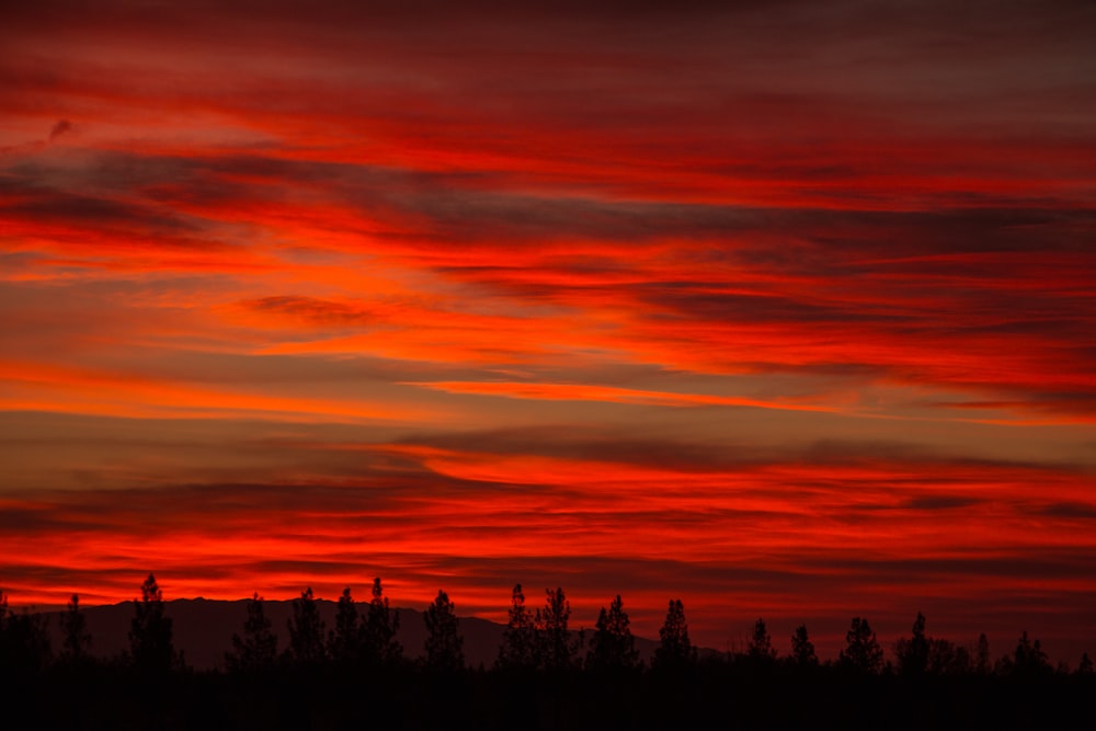 silhouette of trees