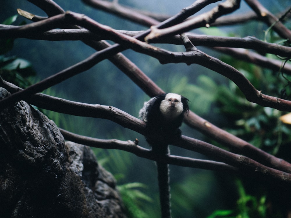 black and white animal on brown tree selective focus photgraphy