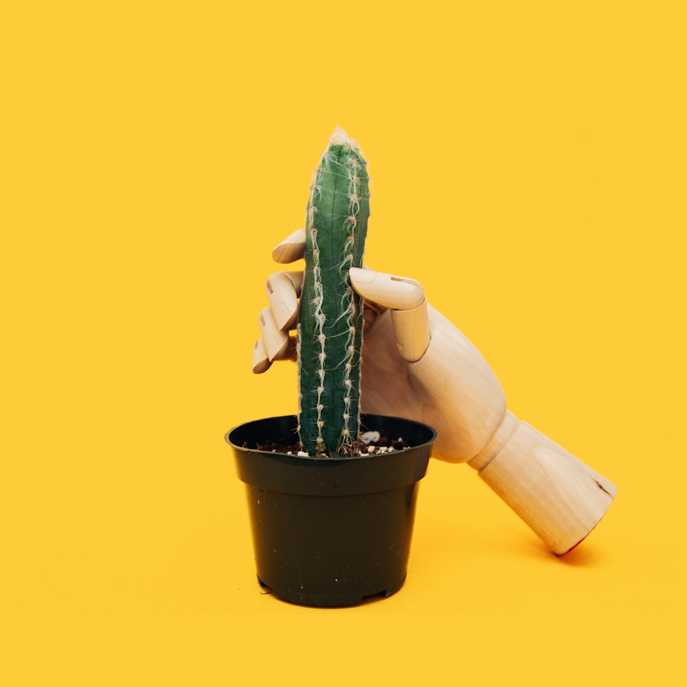 green cactus on black pot