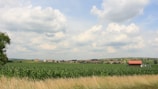 Fields of crops in Bademudpar village.