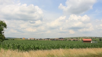 A vast green field of crops stretches across the landscape, bordered by tall grass in the foreground. In the distance, a small village with red-roofed houses is visible, surrounded by rolling hills under a sky filled with fluffy white clouds.