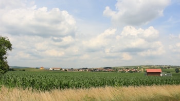 A vast green field of crops stretches across the landscape, bordered by tall grass in the foreground. In the distance, a small village with red-roofed houses is visible, surrounded by rolling hills under a sky filled with fluffy white clouds.