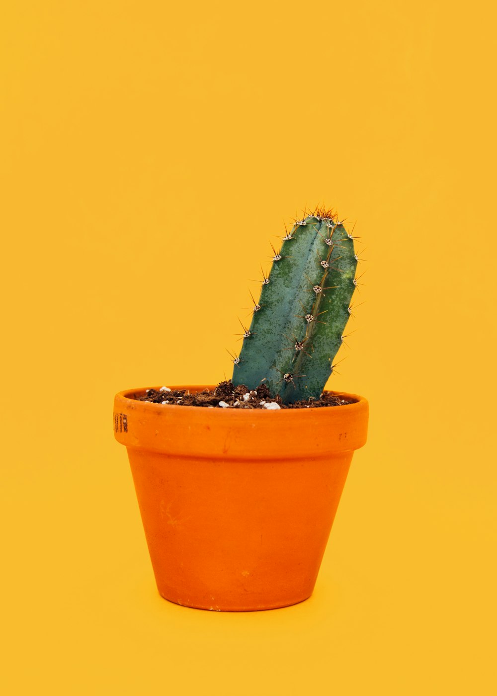 grüner Kaktus auf orangefarbenem Topf