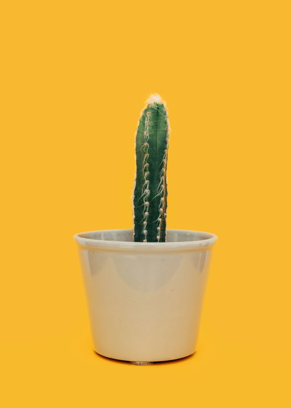 green cactus