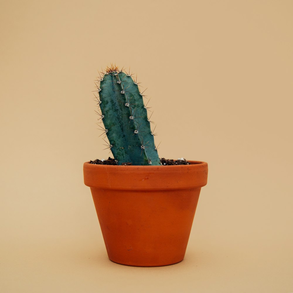 green potted cactus