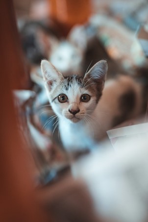 A small kitten with a white and gray fur pattern is looking directly at the camera with curious, wide eyes. The background is blurred, creating a soft focus that emphasizes the kitten. The ambient light gives the scene a warm, cozy feel.