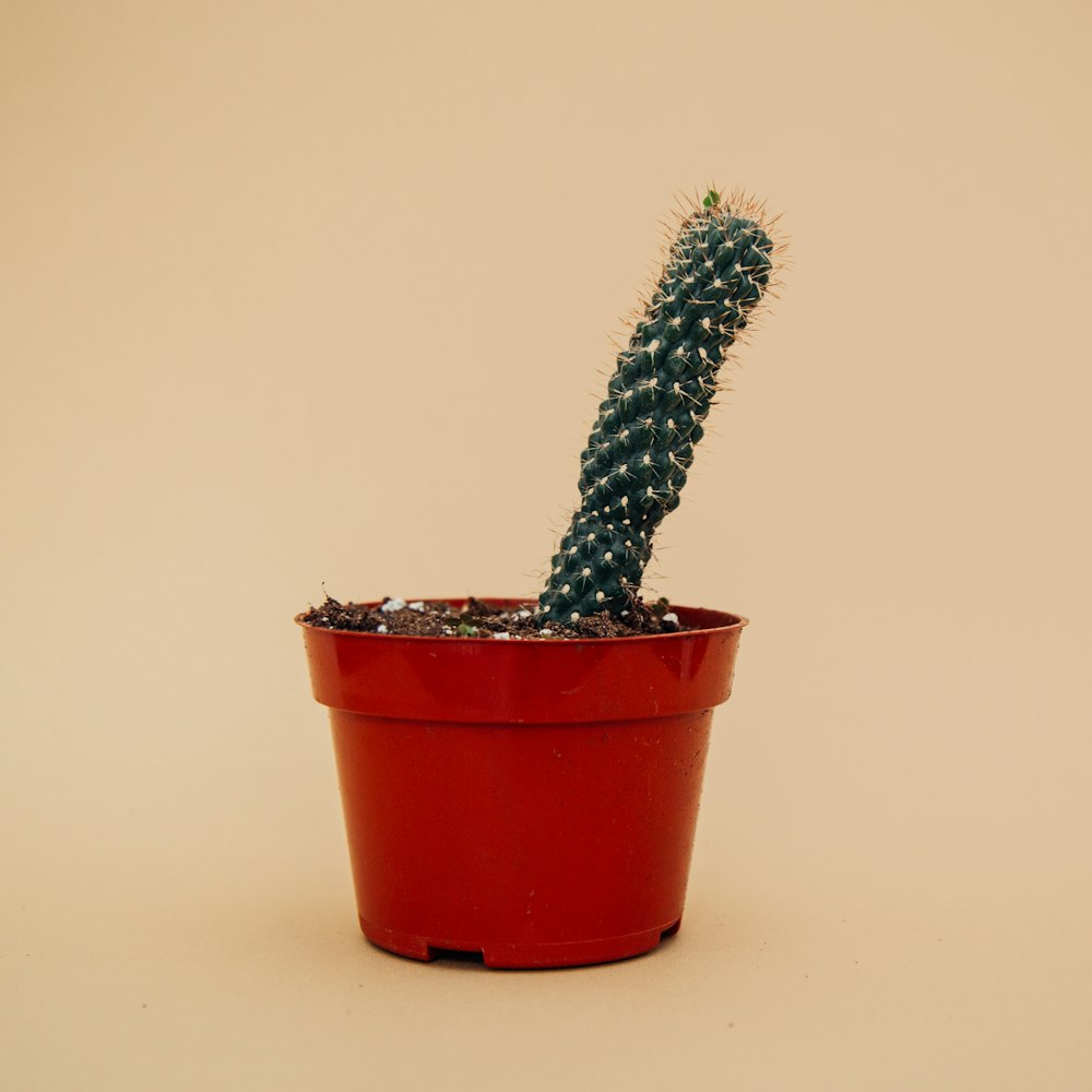 green cactus on brown pot