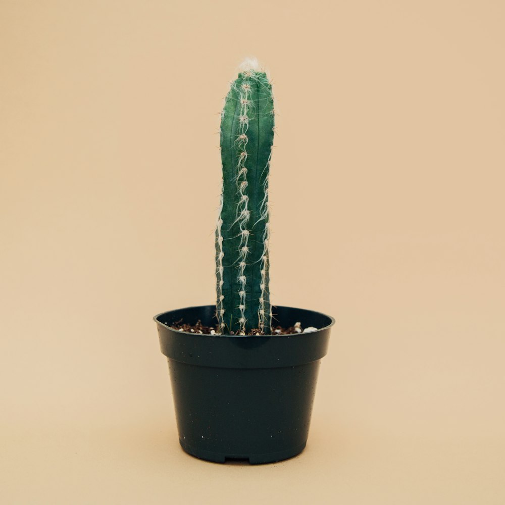 green cactus on black pot