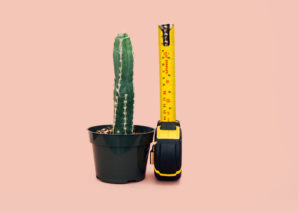 green cactus in back pot beside tape measure