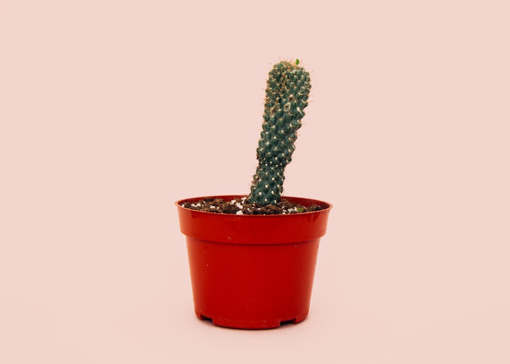 cactus in red plant pot