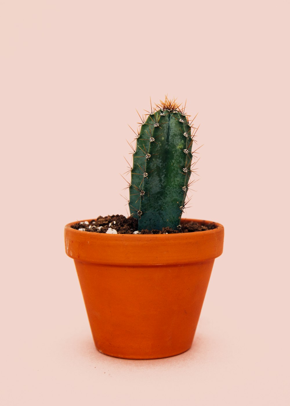 cactus vert en pot brun