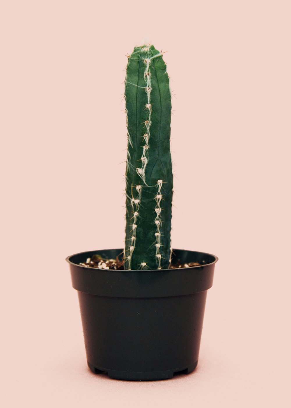 plante de cactus vert sur pot noir