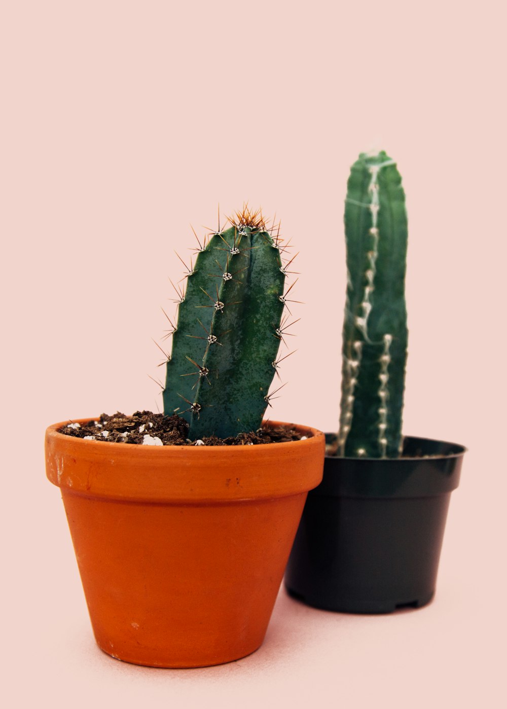 two cacti on orange and black pots