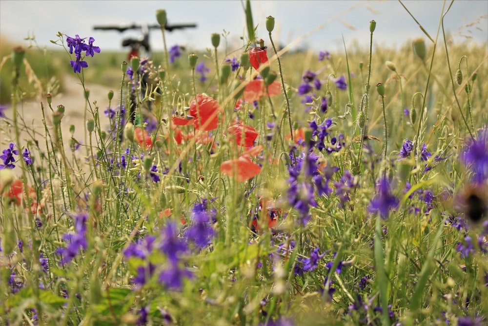 purple and orange petaled flower