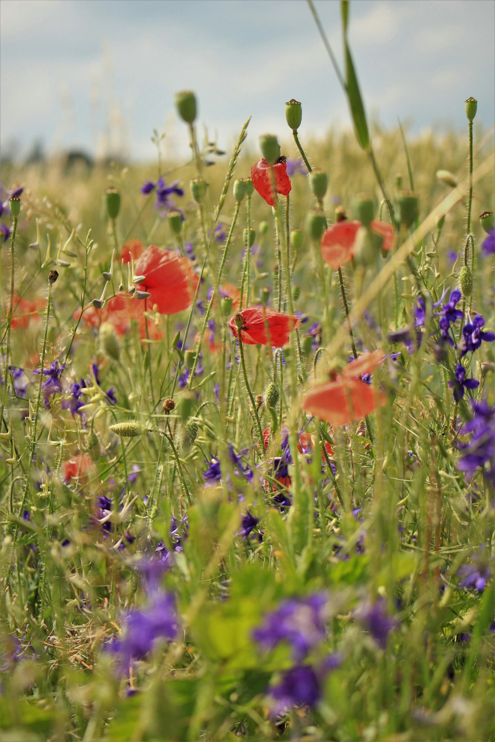 red and purple petaled flower closeup photo