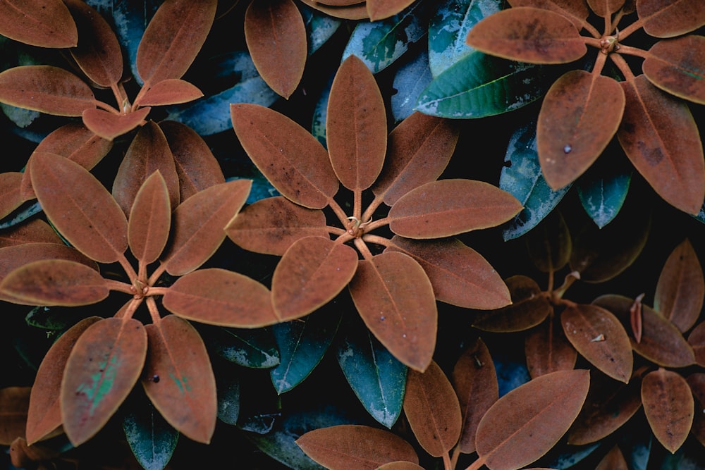 feuilles rouges et vertes