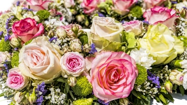 white, pink, and green flower plant on white surface