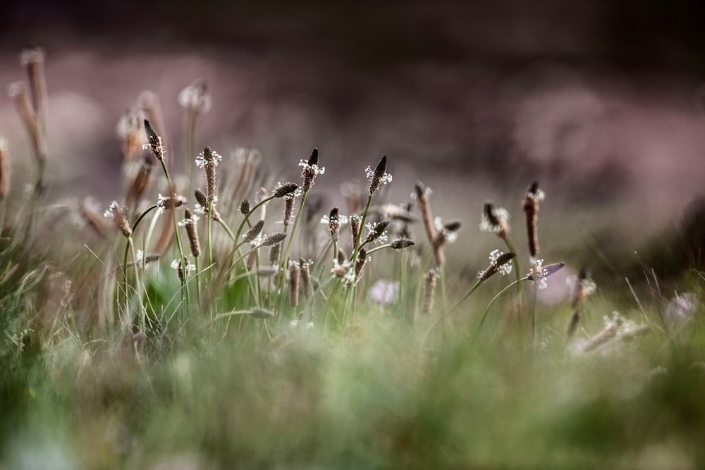fotografia de foco seletivo de flores de pétalas marrons