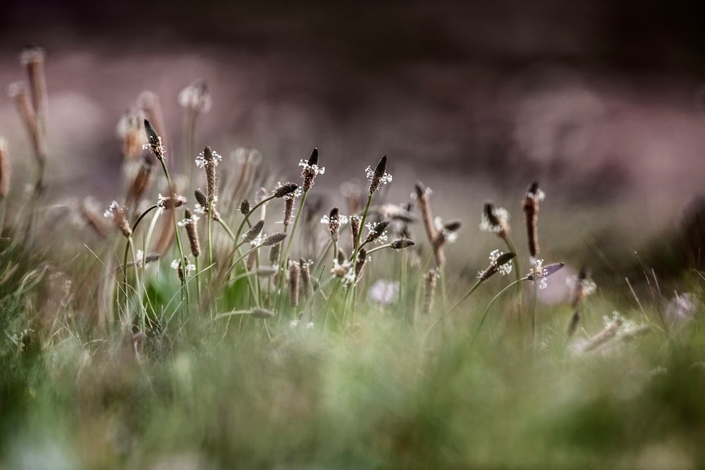 Fotografia a fuoco selettivo di fiori dai petali marroni