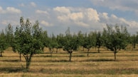 Rows of mature trees standing tall under a bright sky in the nursery.