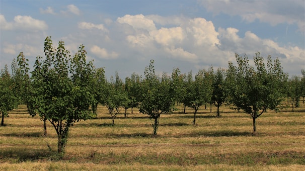 A quiet, sunlit field with young trees planted in neat rows, symbolizing new beginnings.