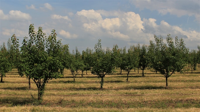 A serene forest nursery with rows of young seedlings under a clear sky.