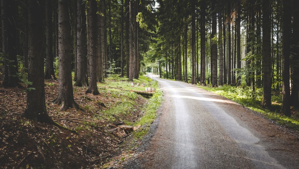 gray soil pathway surrounded with trees