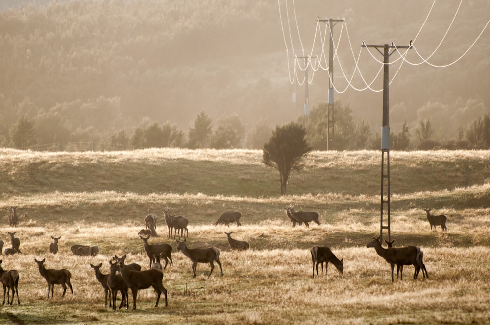 herd of doe on field