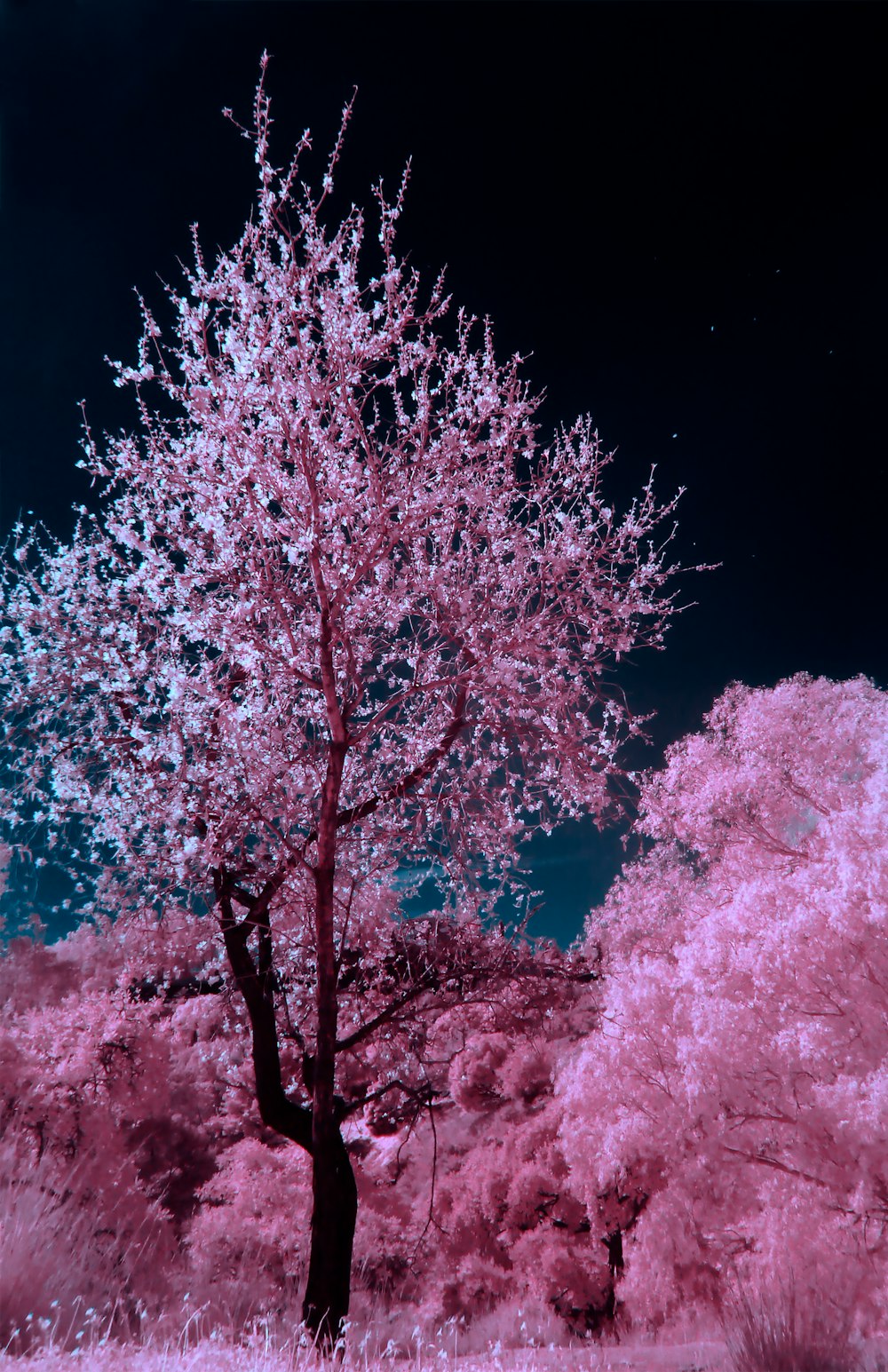 pink and brown cherry blossom tree during nighttime