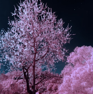 pink and brown cherry blossom tree during nighttime