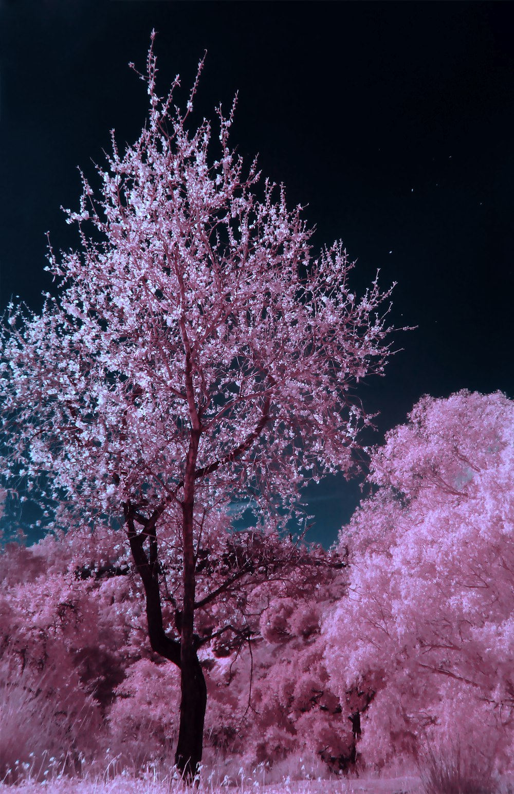 cerezo en flor rosado y marrón durante la noche