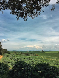Lush green farm fields under a clear sky showcasing natural growth at Inamdar Farms.