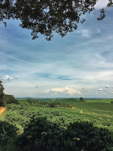 Lush green farm fields under a clear sky showcasing natural growth at Inamdar Farms.
